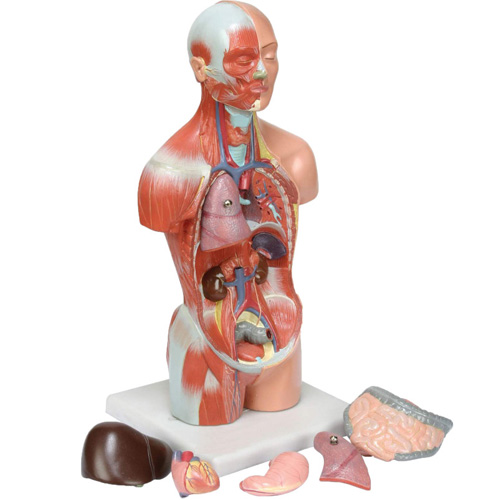 قیمت و خرید بازی آموزشی طرح مولاژ آناتومی بدن انسان