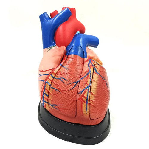 مولاژ مدل قلب انسان 5 قسمتی
